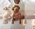 Small Photo #1 Vizsla Puppy For Sale in SAINT HELENS, OR, USA