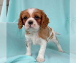 Small Photo #5 Cavalier King Charles Spaniel Puppy For Sale in PARKESBURG, PA, USA