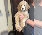 Puppy Peter Poodle (Standard)
