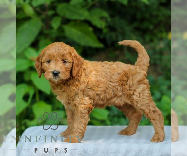 Medium Photo #4 Goldendoodle (Miniature) Puppy For Sale in EAST EARL, PA, USA