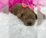 Small Photo #1 Cavapoo Puppy For Sale in BULLARD, TX, USA