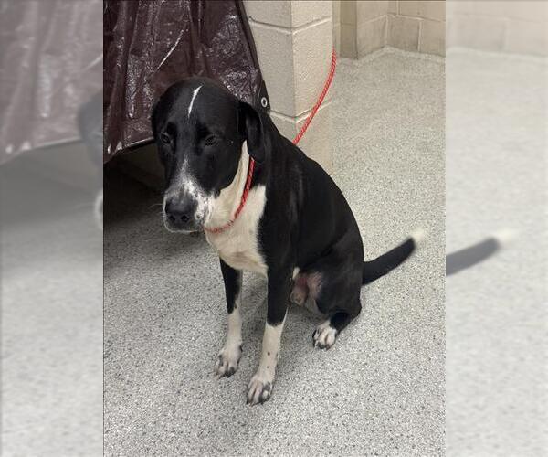 Medium Photo #1 Labrador Retriever-Unknown Mix Puppy For Sale in Conroe, TX, USA
