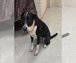 Small Labrador Retriever Mix
