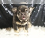 Small #5 French Bulldog