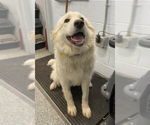 Great Pyrenees-Unknown Mix Dogs for adoption in Westminster, MD, USA