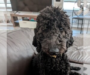 Goldendoodle Puppy for sale in OKLAHOMA CITY, OK, USA