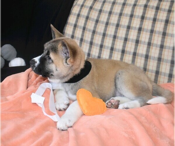 Medium Photo #5 Akita Puppy For Sale in COLLINSVILLE, OK, USA