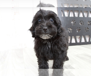 Maltipoo Puppy for sale in MARIETTA, GA, USA