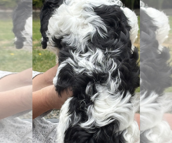 Medium Photo #4 Cavachon Puppy For Sale in OLYMPIA, WA, USA