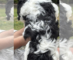Small #3 Cavachon