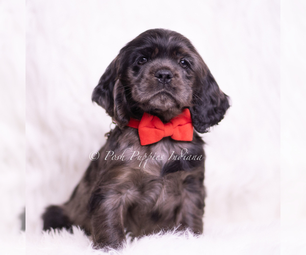 Medium Photo #4 Cocker Spaniel Puppy For Sale in WARSAW, IN, USA