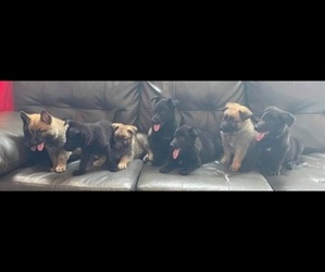 German Shepherd Dog Puppy for sale in COLUMBIA CITY, IN, USA