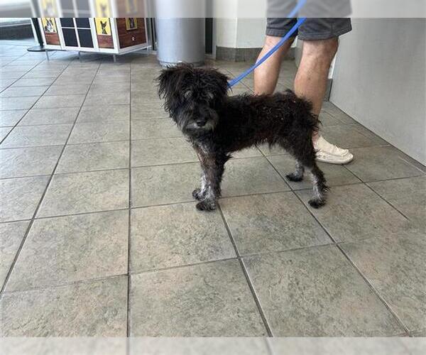 Medium Photo #1 Poodle (Miniature) Puppy For Sale in San Antonio, TX, USA