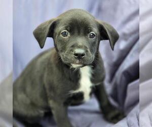 Labrador Retriever-Unknown Mix Dogs for adoption in San Diego, CA, USA