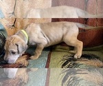 Small #3 Great Dane