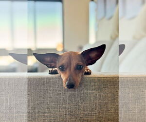 Chiweenie Dogs for adoption in San Francisco, CA, USA