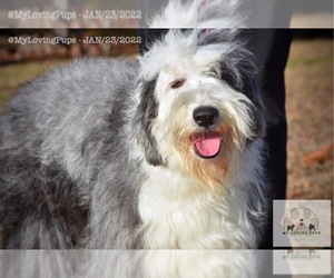 Old English Sheepdog Puppy for sale in MARIONVILLE, MO, USA