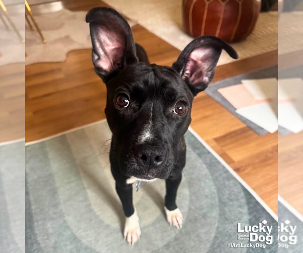 Medium Photo #8 Boston Terrier-Unknown Mix Puppy For Sale in Washington, DC, USA