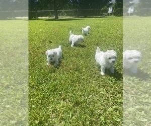 Bichon Frise Puppy for sale in LUMBERTON, NC, USA