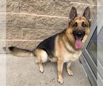 Small #1 German Shepherd Dog