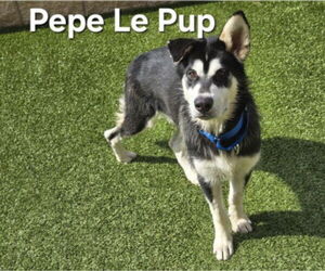 Siberian Husky-Unknown Mix Dogs for adoption in Derwood, MD, USA