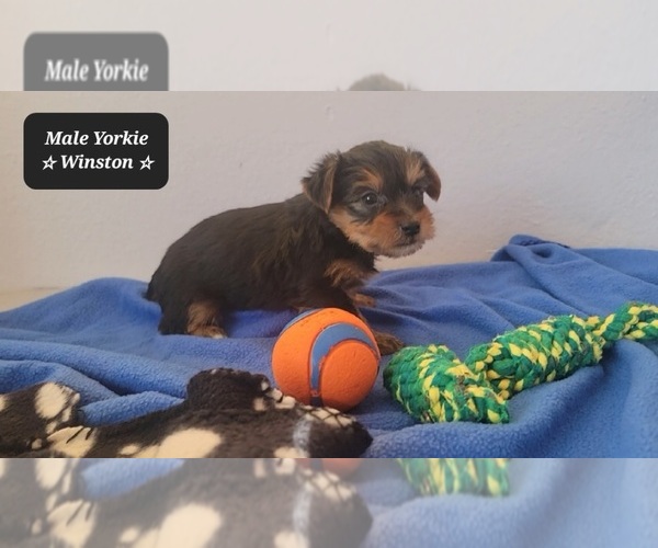 Medium Photo #3 Yorkshire Terrier Puppy For Sale in TUCSON, AZ, USA