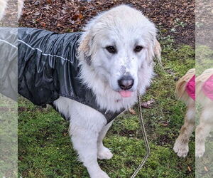 Izzy - Female Great Pyrenees Dog for Adoption - Photo #10