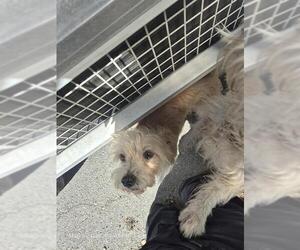 Mutt Dogs for adoption in San Antonio, TX, USA