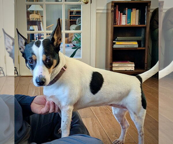 Medium Photo #3 Rat Terrier Puppy For Sale in Atlanta, GA, USA