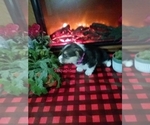 Small Photo #2 Pembroke Welsh Corgi Puppy For Sale in PORT BYRON, NY, USA