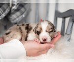 Small Photo #5 Border Collie Puppy For Sale in CONWAY, MO, USA