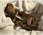 Small #1 Dachshund
