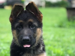German Shepherd Dog Puppy for sale in CRYSTAL LAKE, IL, USA
