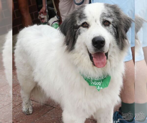 Medium Photo #1 Great Pyrenees Puppy For Sale in Washington, DC, USA