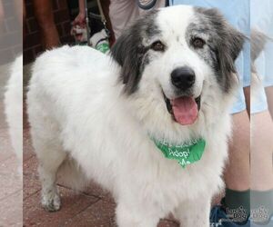 Great Pyrenees Dogs for adoption in Washington, DC, USA