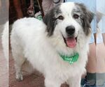 Small Great Pyrenees