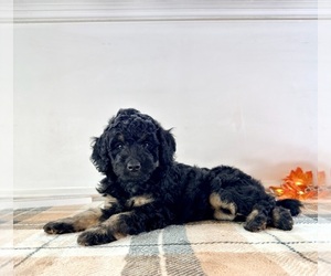 Bernedoodle (Miniature) Puppy for sale in GREENFIELD, IN, USA