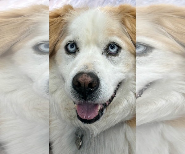 Medium Photo #1 Goberian Puppy For Sale in Murfreesboro, NC, USA