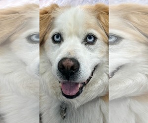 Goberian Dogs for adoption in Murfreesboro, NC, USA