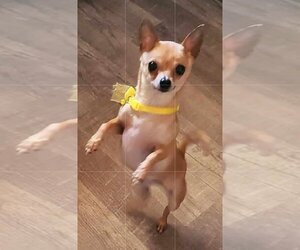 Chihuahua Dogs for adoption in Plantation, FL, USA
