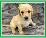 Small Photo #18 Goldendoodle Puppy For Sale in BATON ROUGE, LA, USA