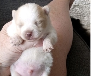 Pomeranian Puppy for sale in CASTLE HAYNE, NC, USA