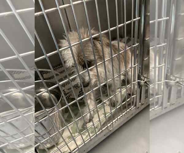 Medium Photo #1 Cairn Terrier-Unknown Mix Puppy For Sale in Rockaway, NJ, USA