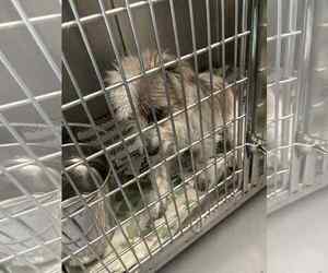 Cairn Terrier-Unknown Mix Dogs for adoption in Rockaway, NJ, USA