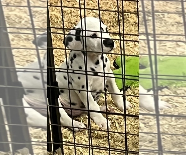 Medium Photo #5 Dalmatian Puppy For Sale in WILLIAMSBURG, OH, USA