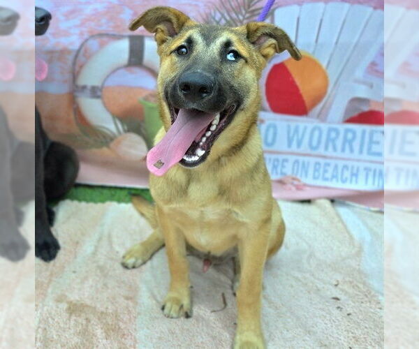 Medium Photo #2 Shepradors Puppy For Sale in Long Beach, CA, USA