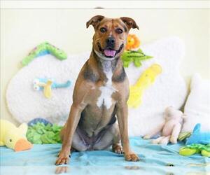 Black Mouth Cur Dogs for adoption in Tavares, FL, USA