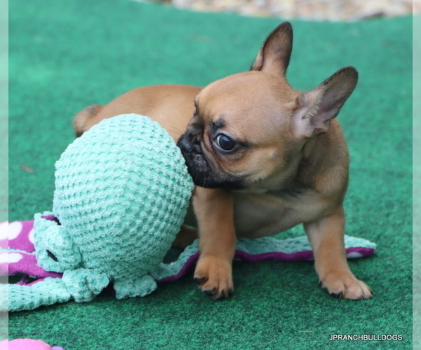 Medium Photo #3 French Bulldog Puppy For Sale in WINNSBORO, TX, USA