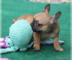 Small #2 French Bulldog