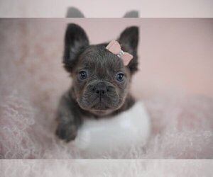 French Bulldog Puppy for sale in PEMBROKE PINES, FL, USA